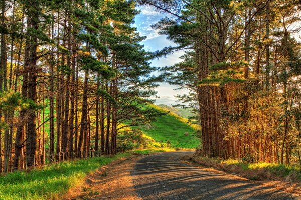 Strada in una giovane pineta