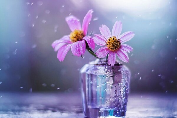 Hermosas flores Lilas en un jarrón