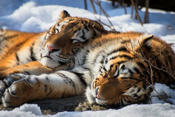 Tigers are resting in the snow