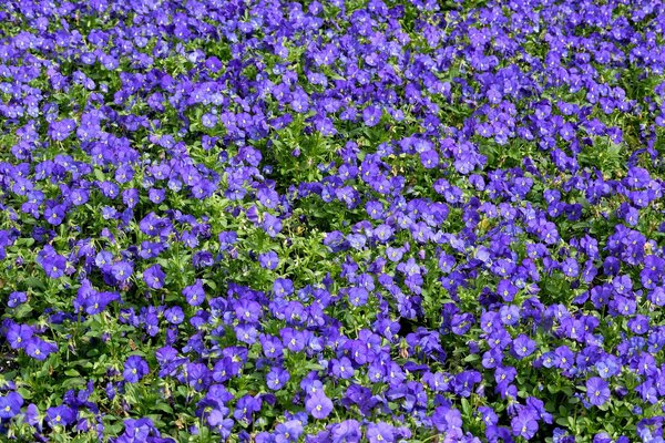 Champ de pensées bleues