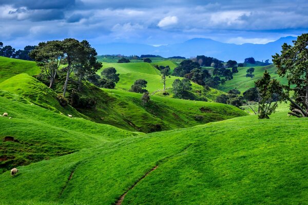 Paisaje de nueva Zelanda naturaleza en verano