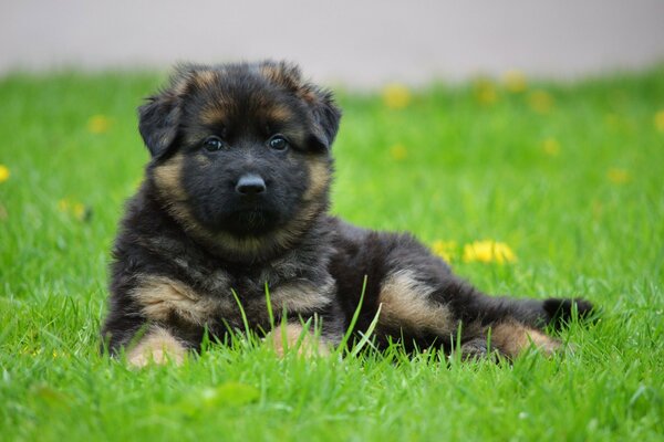 Dans la Prairie parmi les fleurs repose chiot