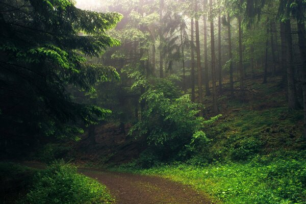 Die Straße im Wald am Morgen ist schön