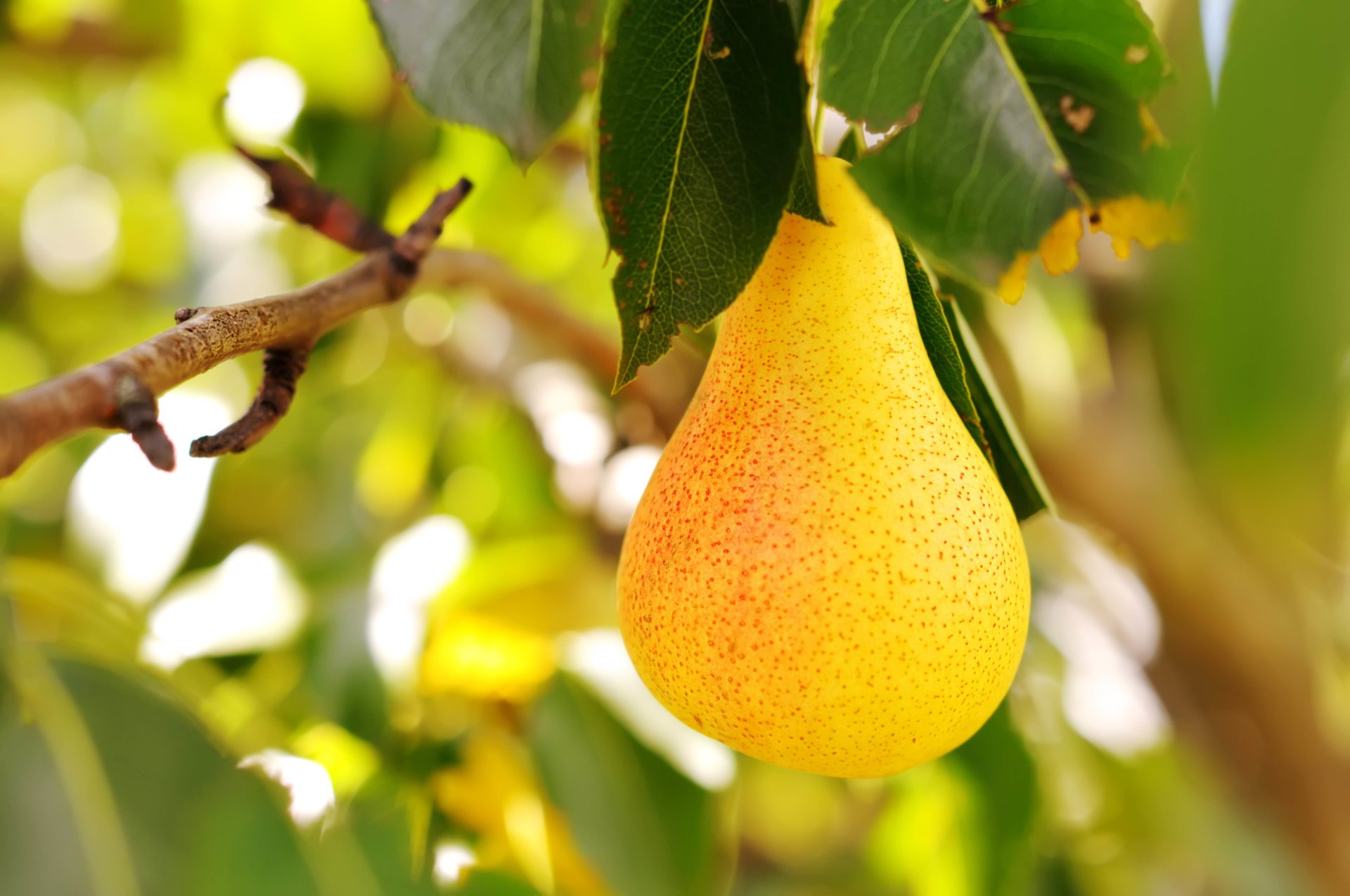 essen birne frucht saftig duftend saftig fruchtig sommer garten sonne vitamine yum-yum unschärfe bokeh tapete