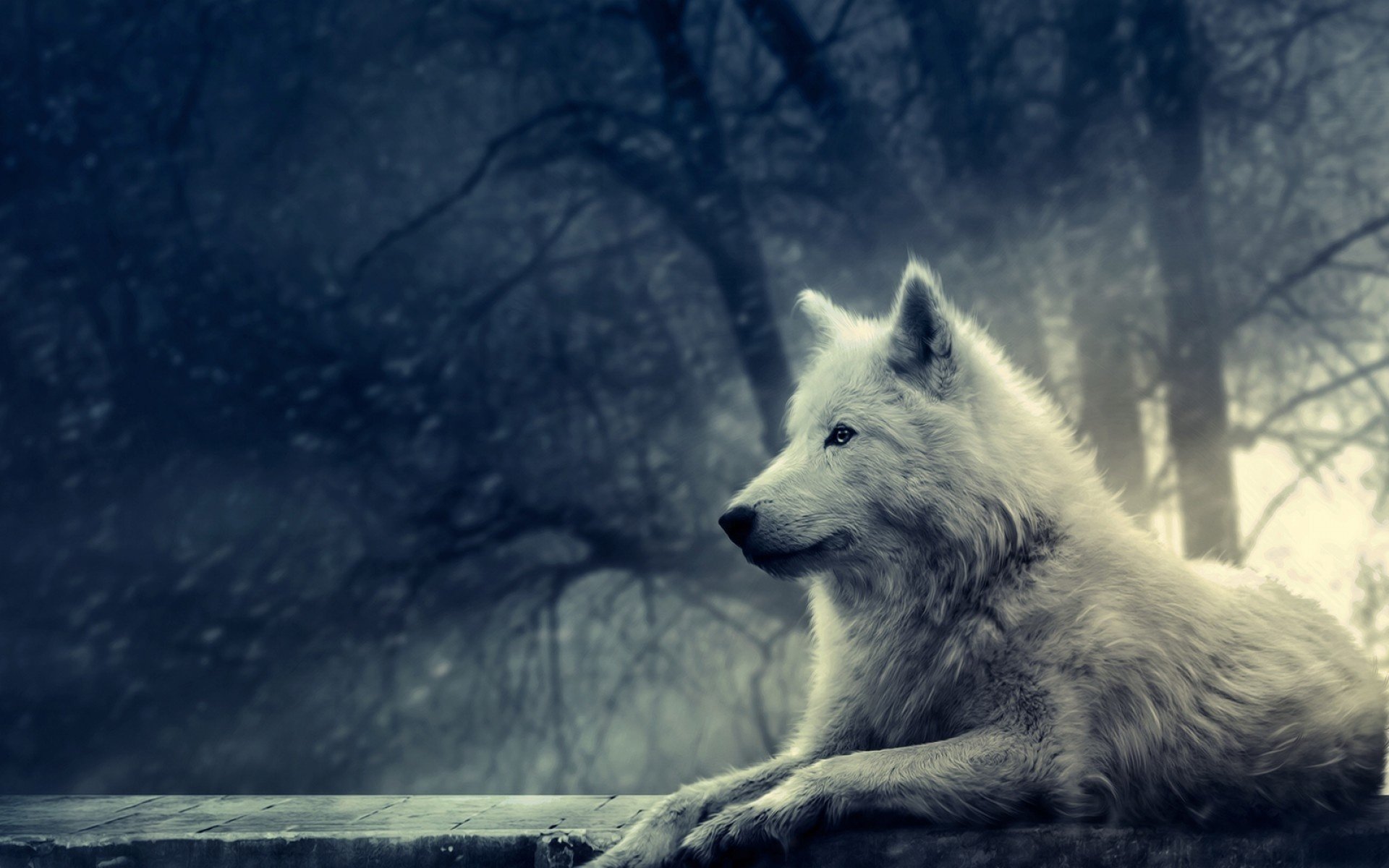 wolf beast white forest