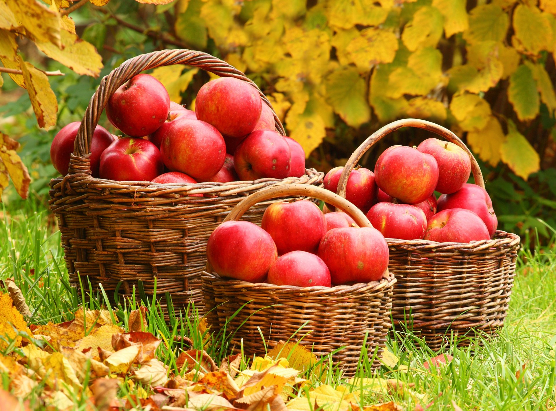 herbe feuilles automne paniers pommes