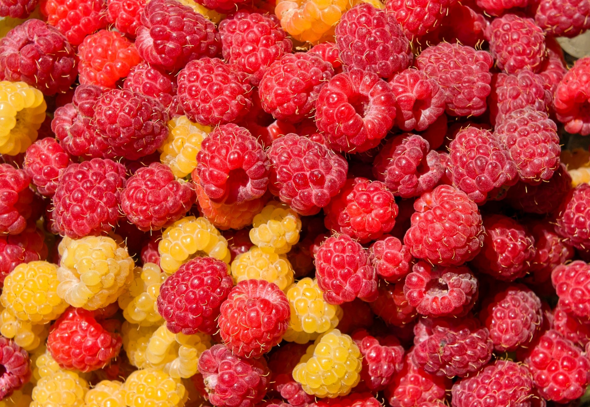 beeren himbeeren makro farbe