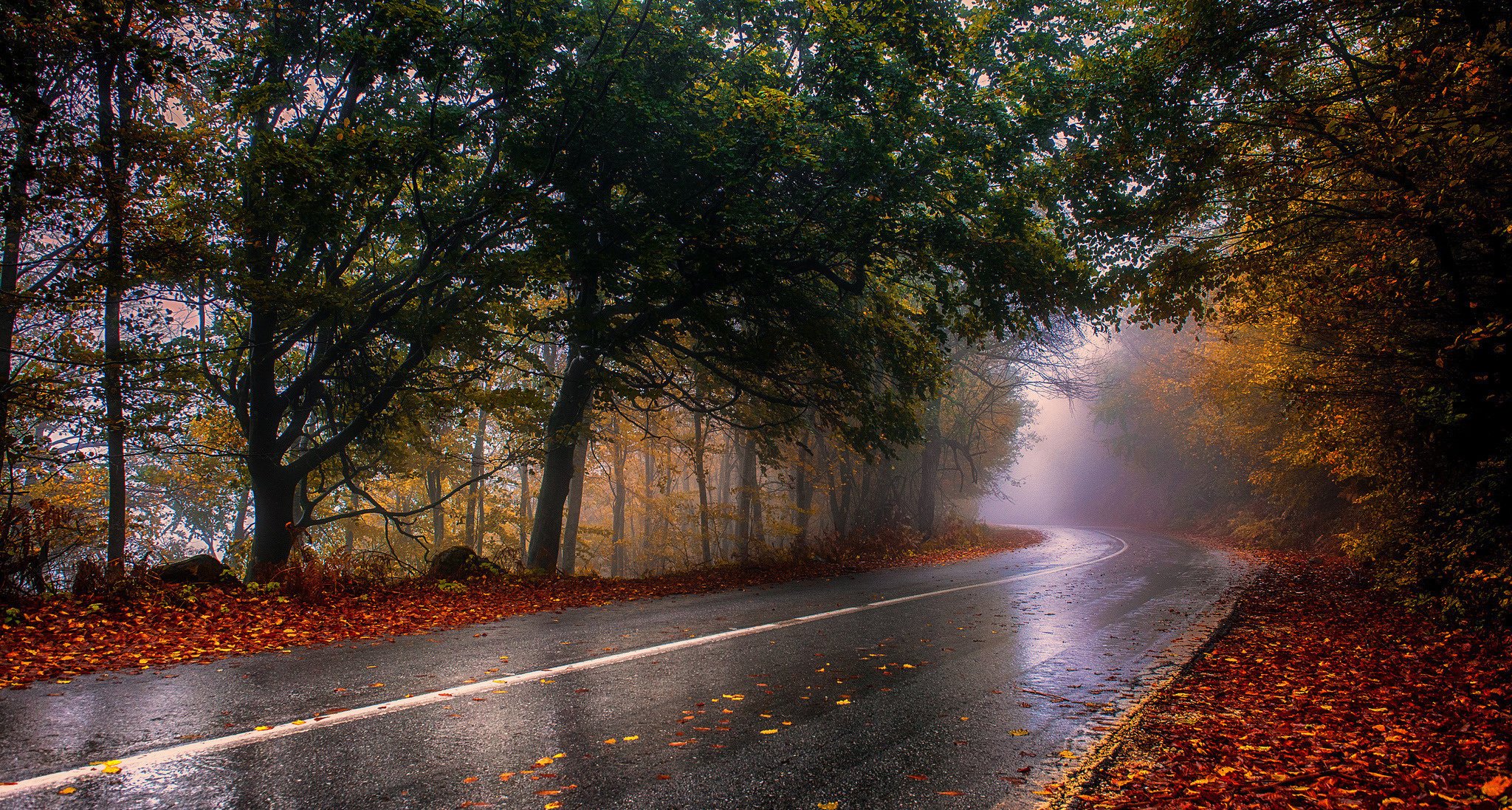 naturaleza carretera otoño bosque después de la lluvia