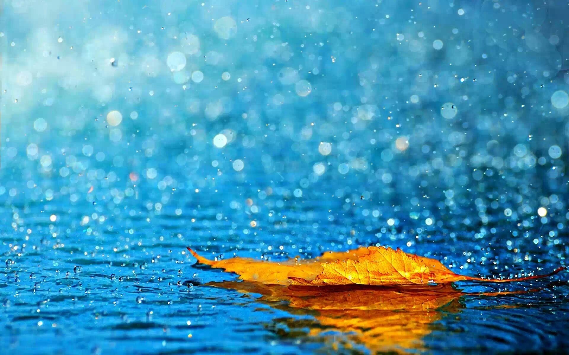 foglia giallo acqua pioggia autunno