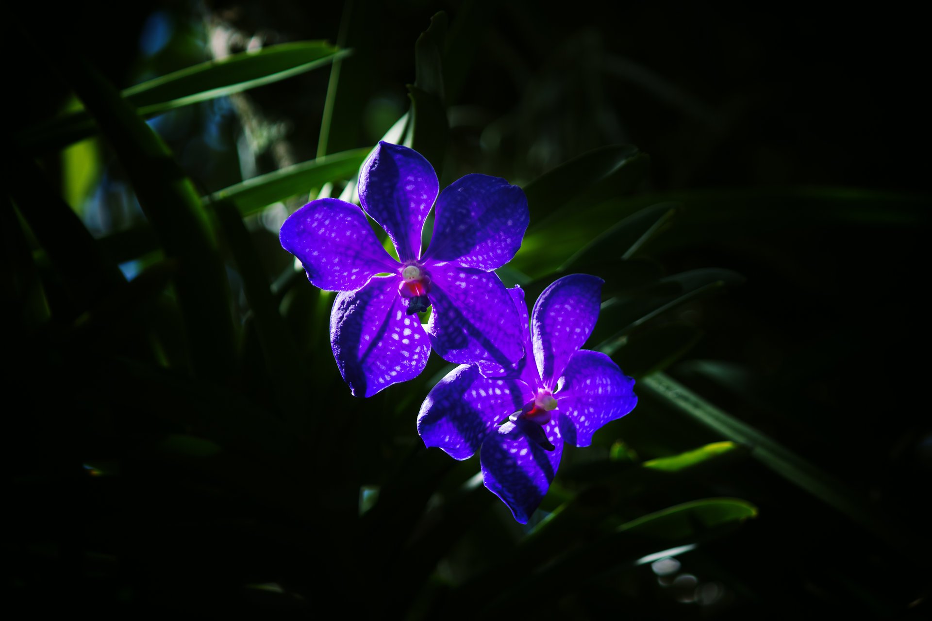 flowers orchids purple