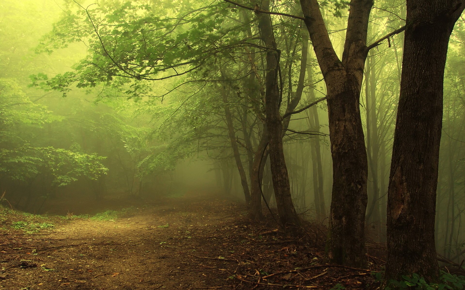 bosque oscuro denso luz ramas