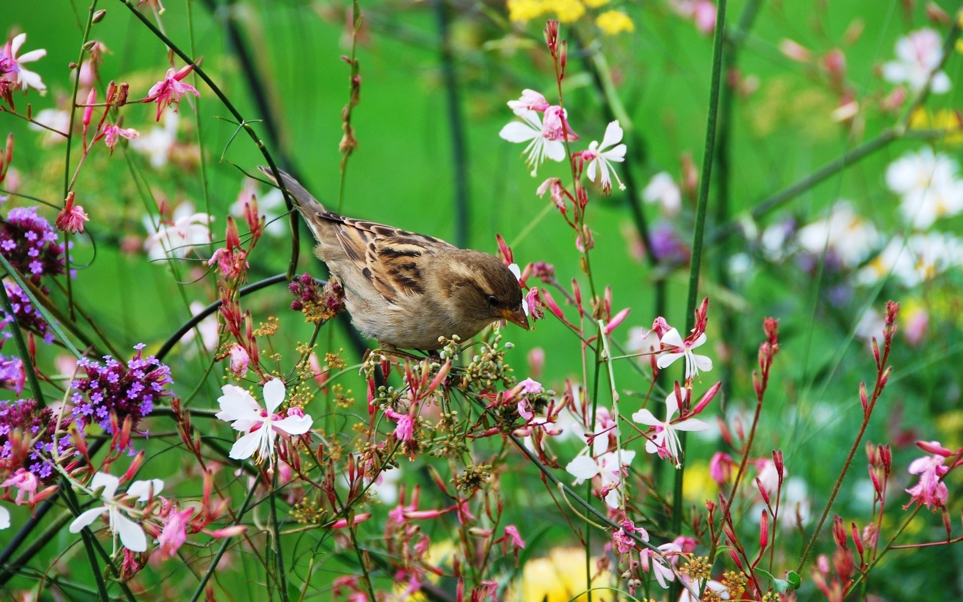 oiseau brindilles fleurs