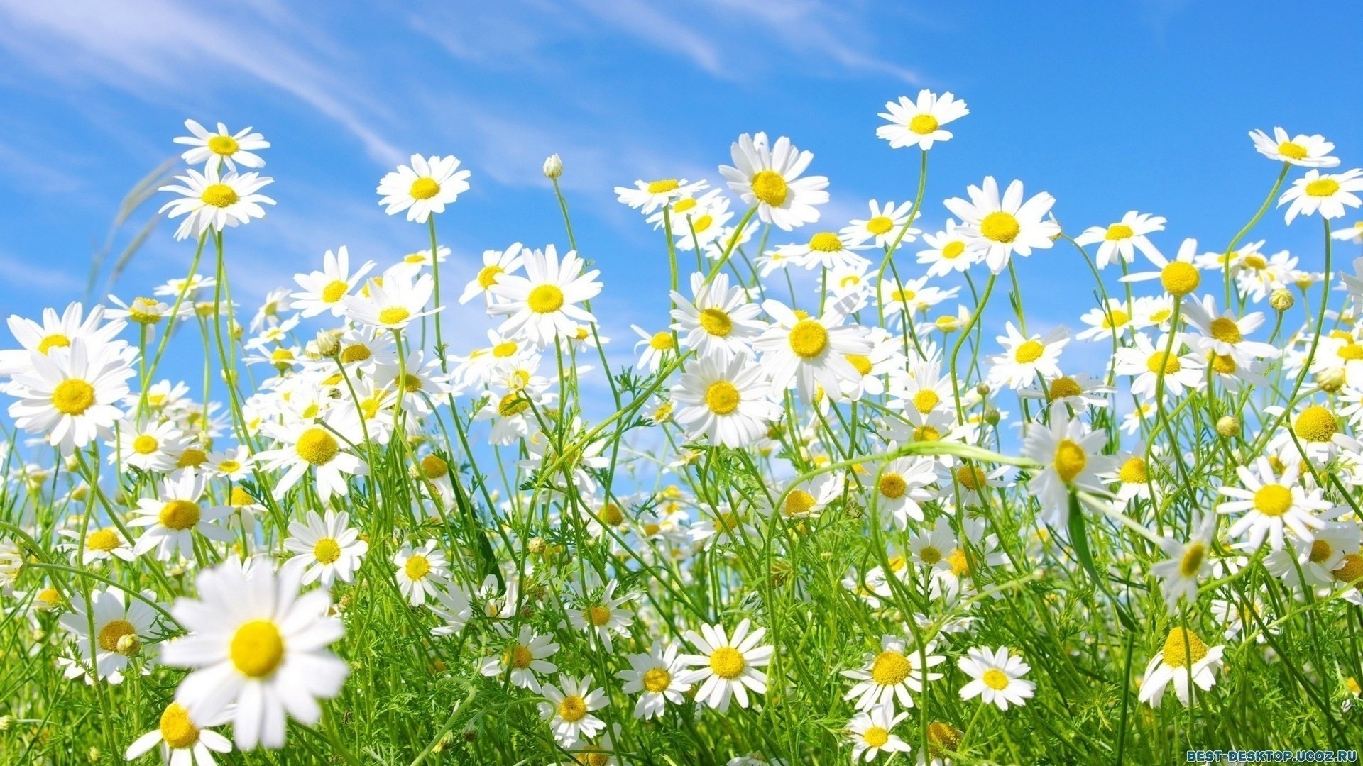 blumen feld gras