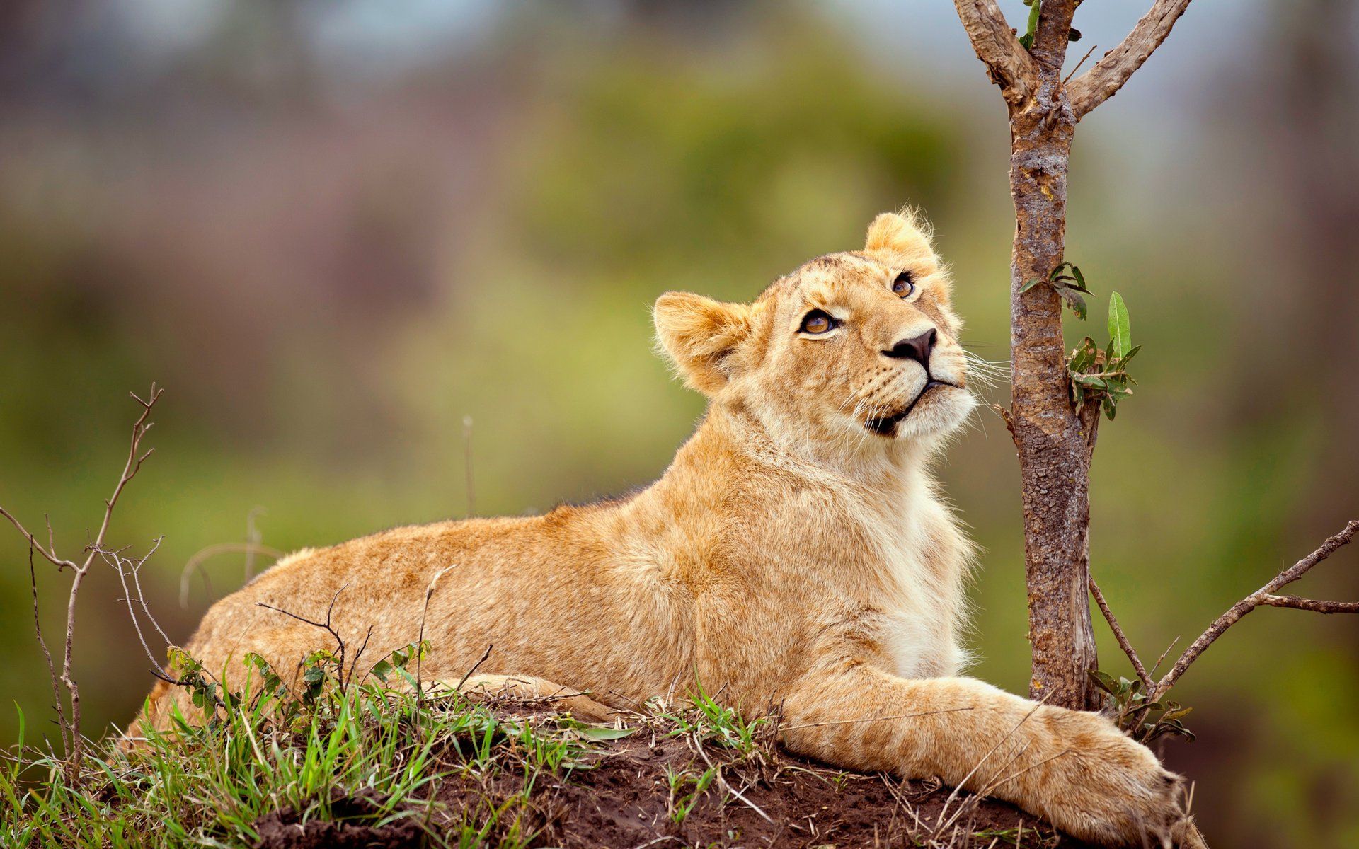 león naturaleza