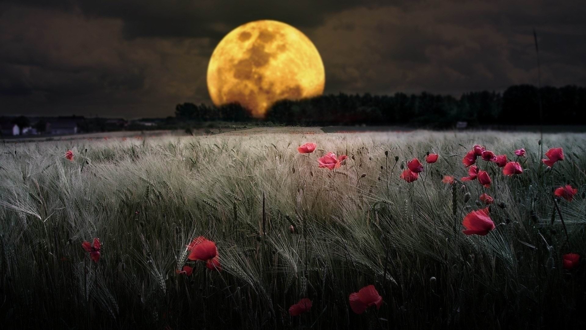 lune ciel champ épis coquelicot