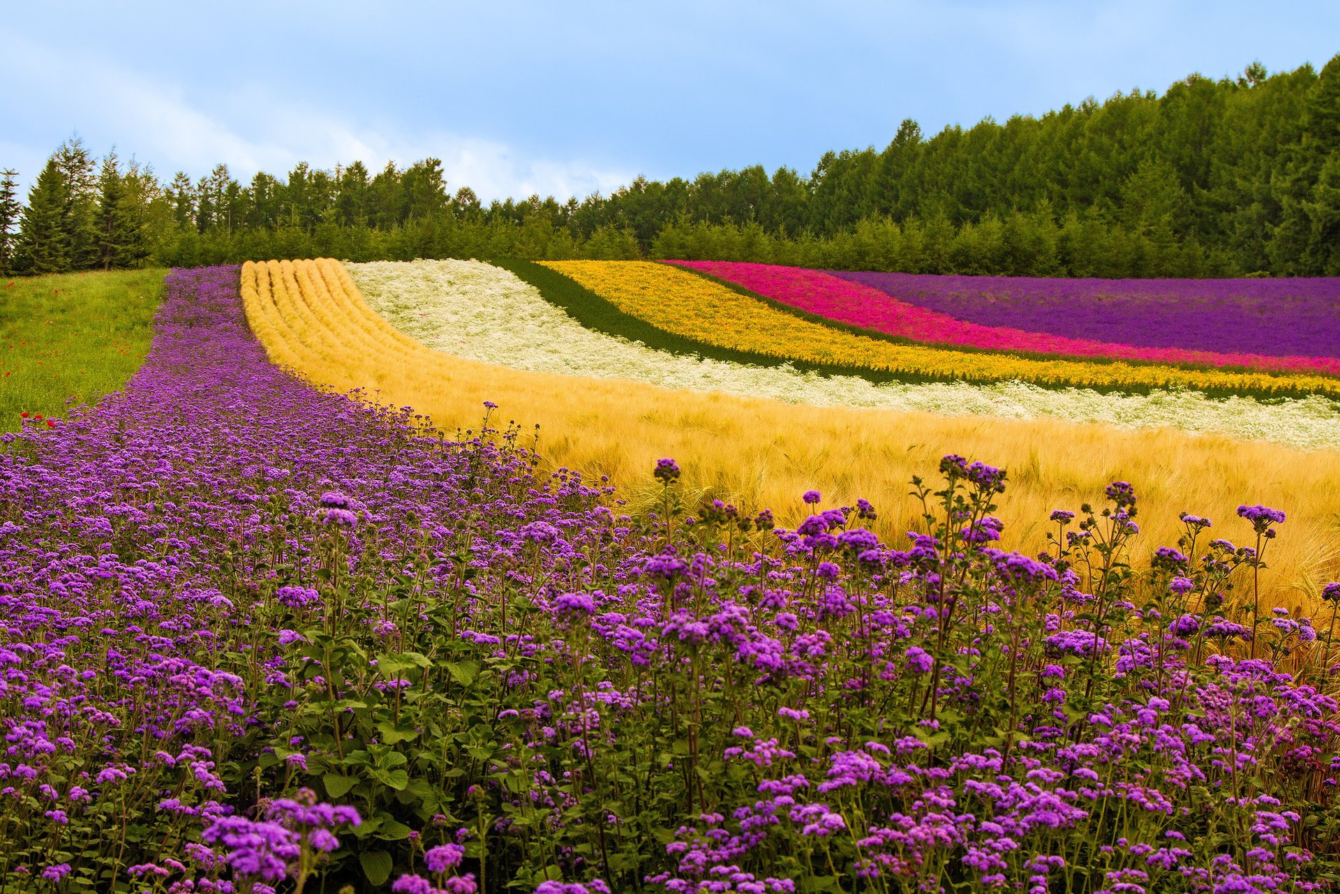 flores lavanda amapolas plantas árboles japón