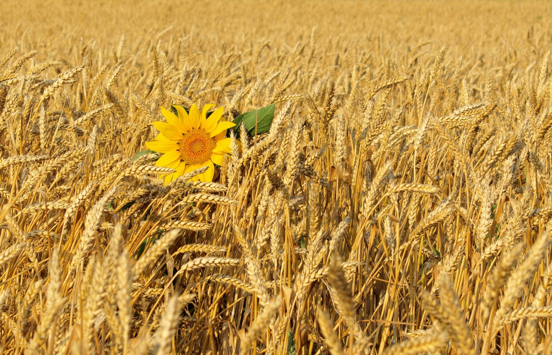 украина подсолнух природа поле пшеница цветок