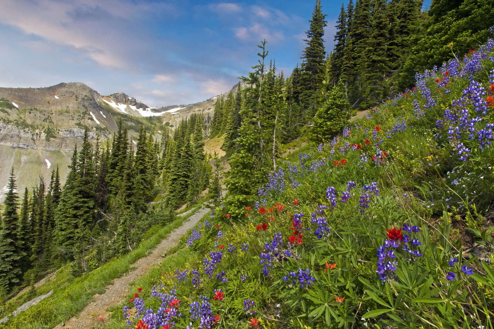 wilderness pasayten krajobraz usa góry trawa szlak drzewa świerk natura