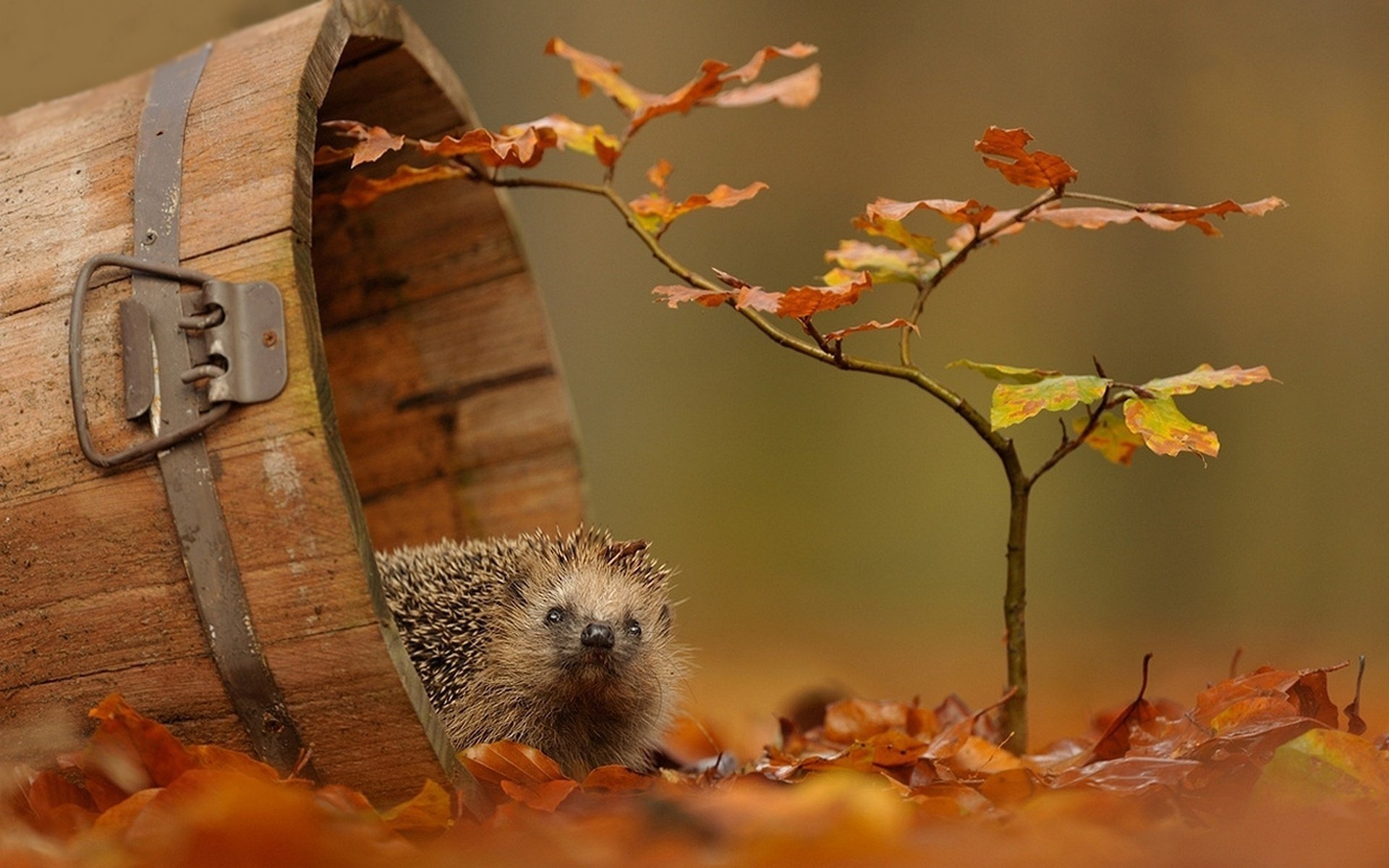 feuilles automne hérisson branche