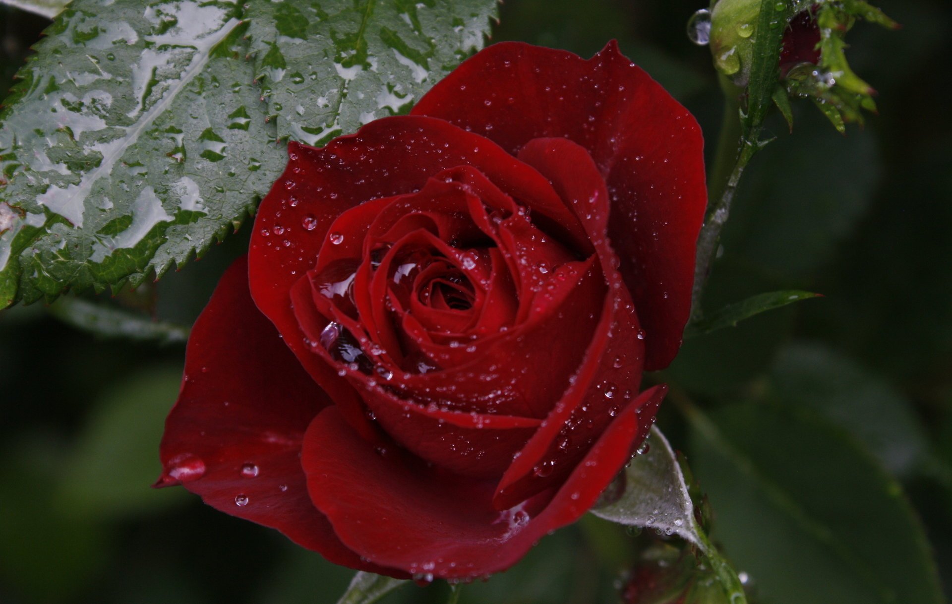 rosa rugiada macro bello