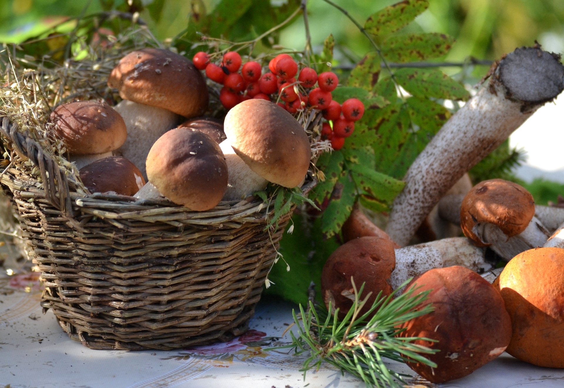 basket mushrooms boletus mountain ash