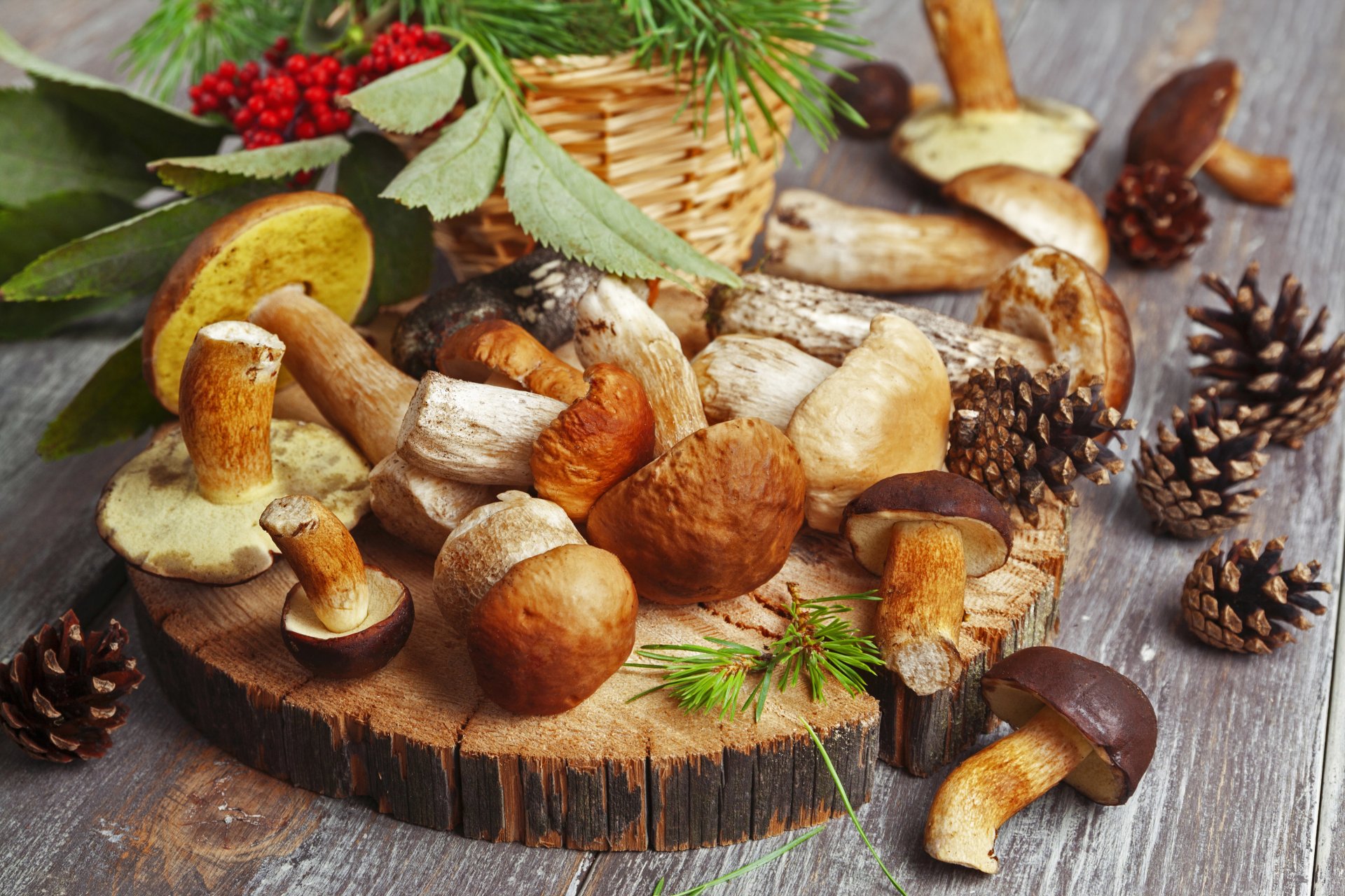 nourriture champignons podberezoviki blanc cônes sorbier baies rouge nature automne table miam-miam flou bokeh fond d écran