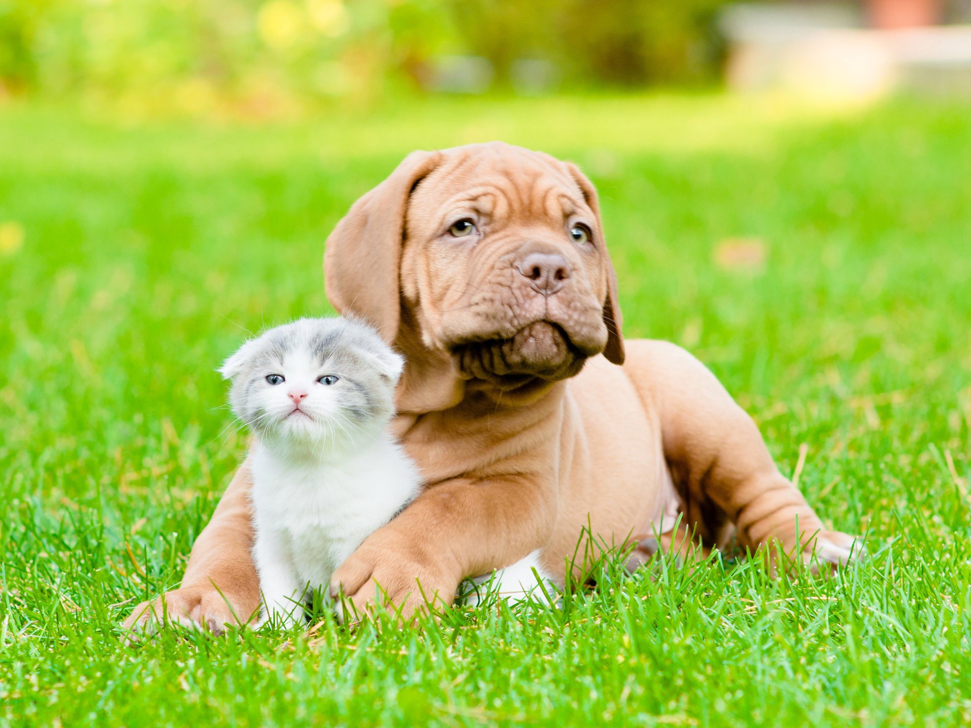 dogue de bordeaux cat pair friends the game