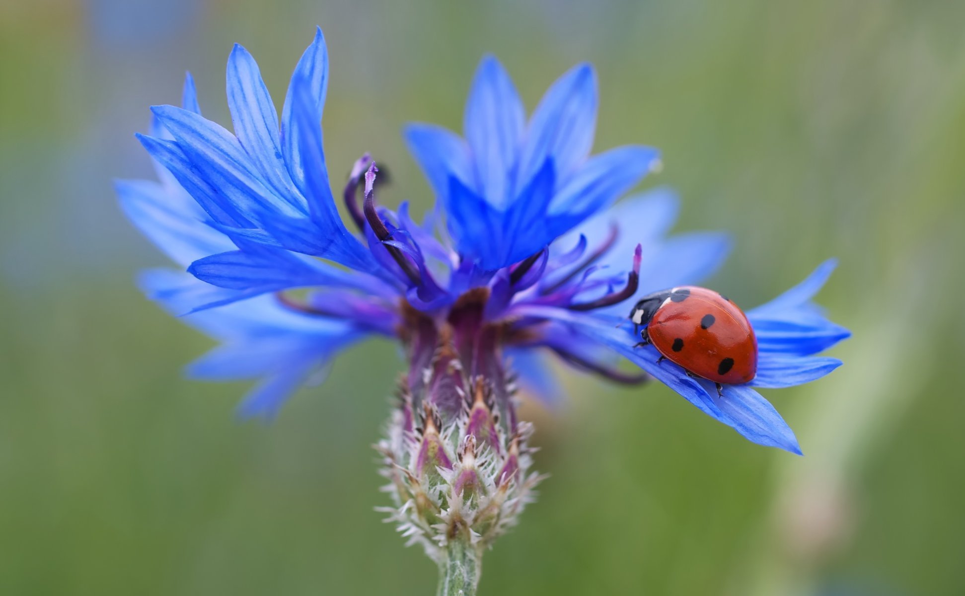 blume blau marienkäfer makro komposition