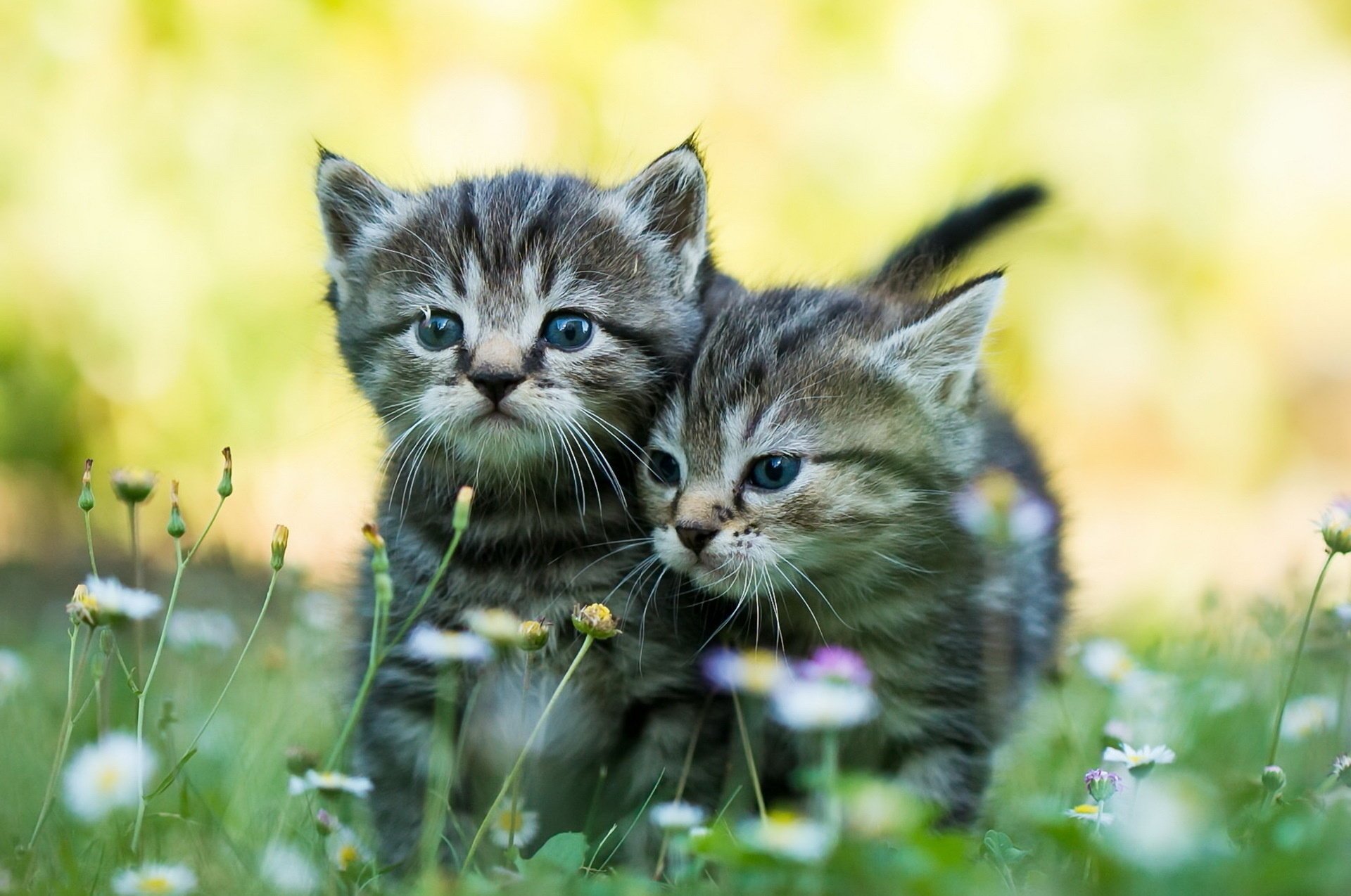 gatitos niños pequeños naturaleza pareja depredadores