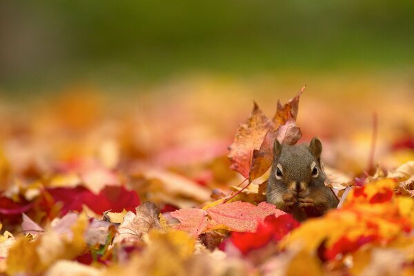 Red squirrel on autumn foliage