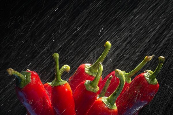 Bright pepper on a black background