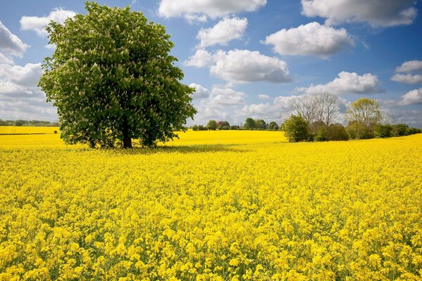 Un árbol por la tarde en un campo de colza