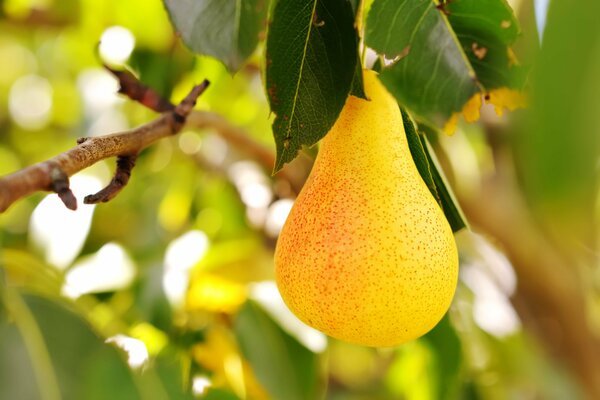 Yellow pear hanging on a branch