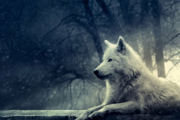 Белый волк в сумрачном лесу