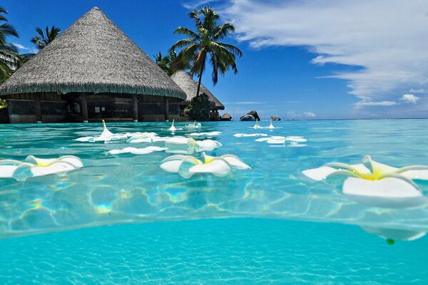 Bulgalo au bord de la mer avec des fleurs flottantes