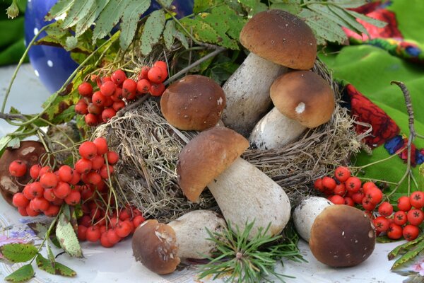 Porcini mushrooms and rowan bunches