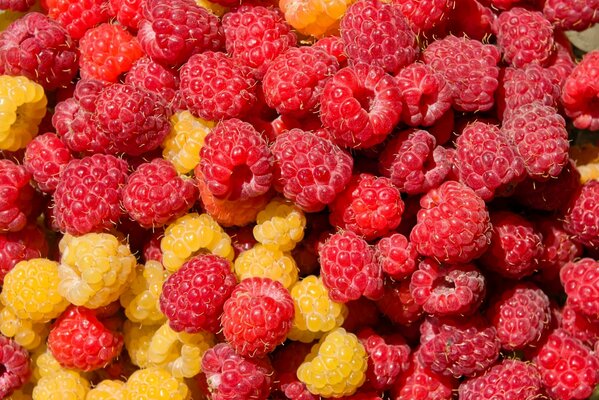 Leckere rote und gelbe Himbeerbeeren