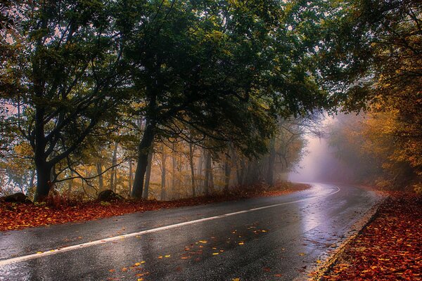 Straße im Herbstwald nach Regen