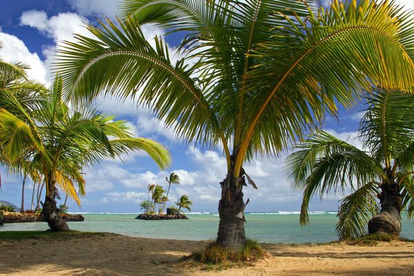 Playa tropical sombreada con palmeras y mar