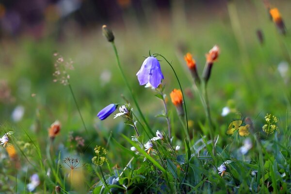 Kornblumen Makroaufnahme auf dem Foto im Feld