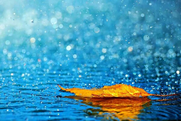 A yellow leaf floating on clear rainwater