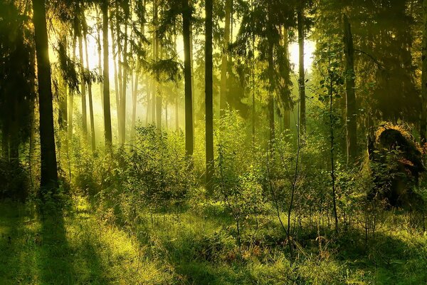 Luce del sole che si fa strada tra i boschetti nella foresta più spesso