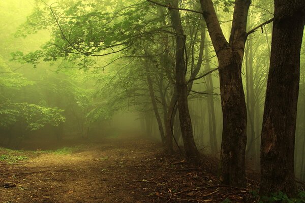 Zielone gałęzie drzemiącego lasu w mglistej mgle