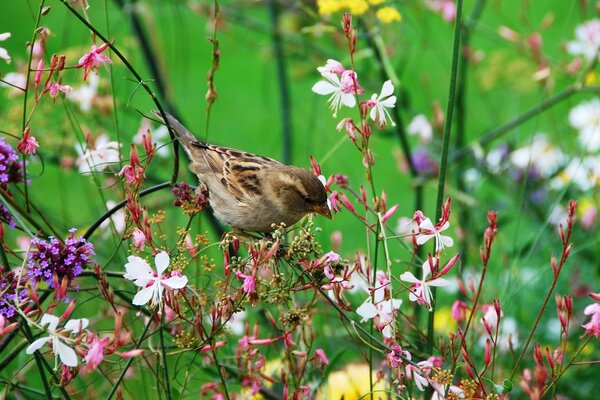 Spatz auf Zweigen von Wildblumen