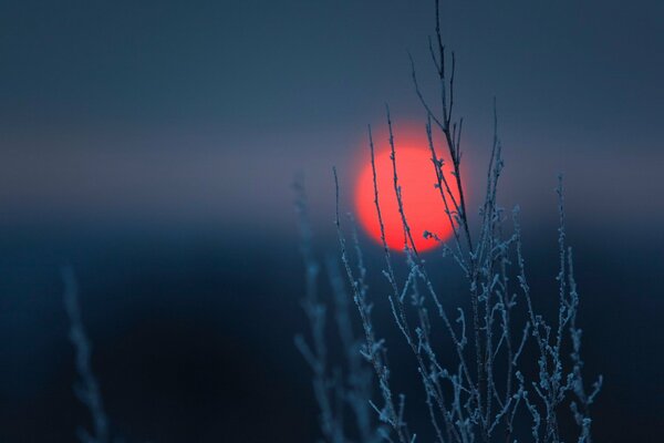 Red sunset through a branch with frost