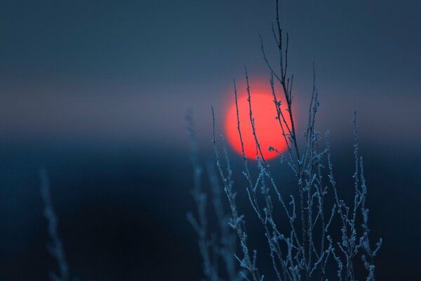 Tramonto rosso attraverso un ramo con brina