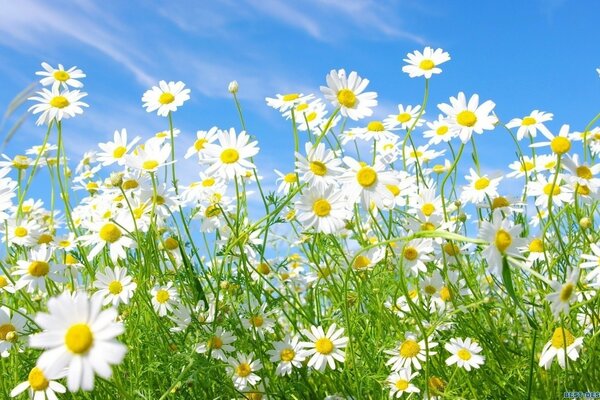 Gänseblümchen auf dem Hintergrund des blauen klaren Himmels