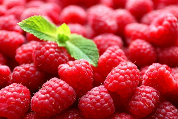 Framboises aux feuilles de menthe