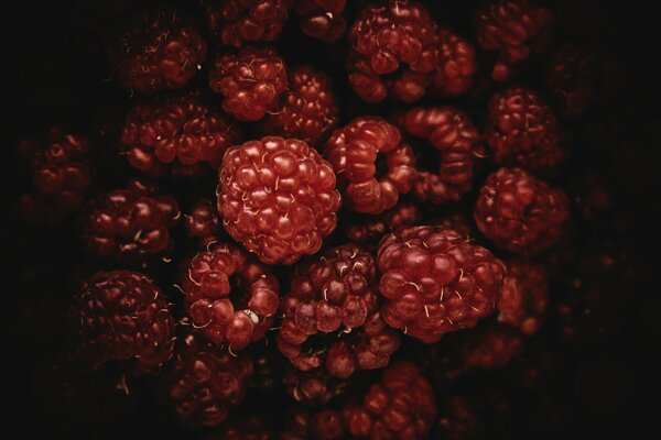 Deliciosas bayas de frambuesa roja y negra