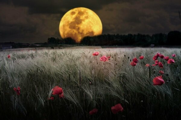 Eclipse lunar sobre el campo de trigo y amapola